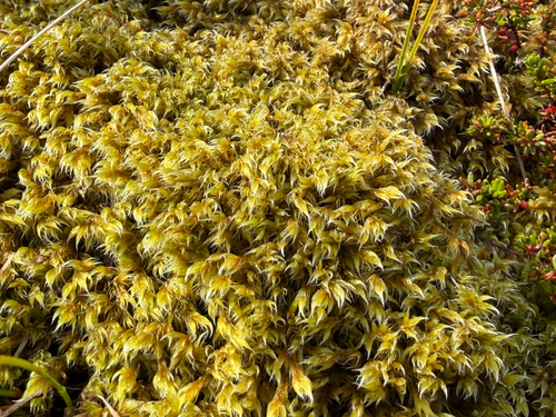 Woolly Fringe-moss