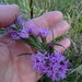 Cusp Blazing Star - Photo (c) Kathy McAleese, some rights reserved (CC BY-NC-ND), uploaded by Kathy McAleese