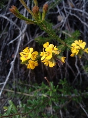 Dillwynia floribunda