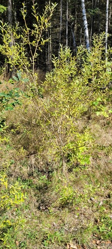 Salix X dichroa