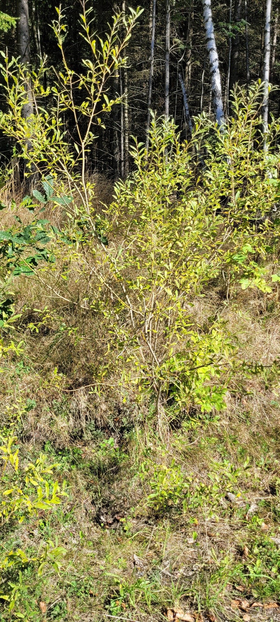 Salix X dichroa