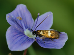 Cauchas fibulella