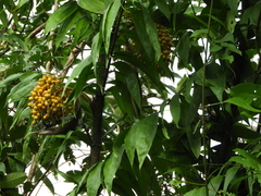 Desmoncus orthacanthos