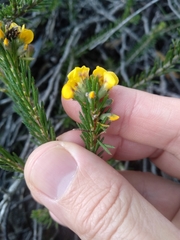 Dillwynia floribunda