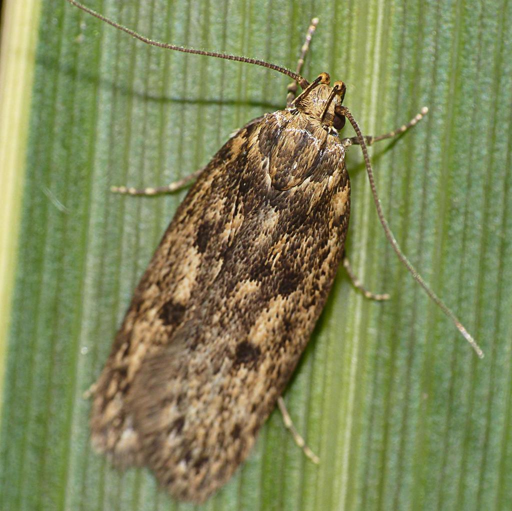 Hofmannophila