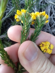 Dillwynia floribunda