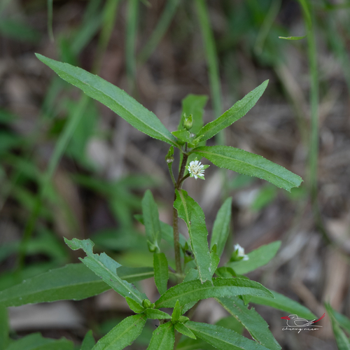 False Daisy