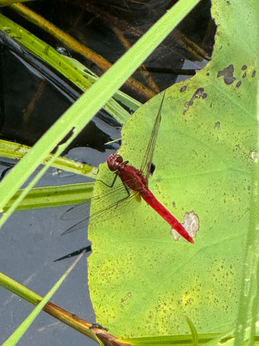 Rufous Marsh Glider