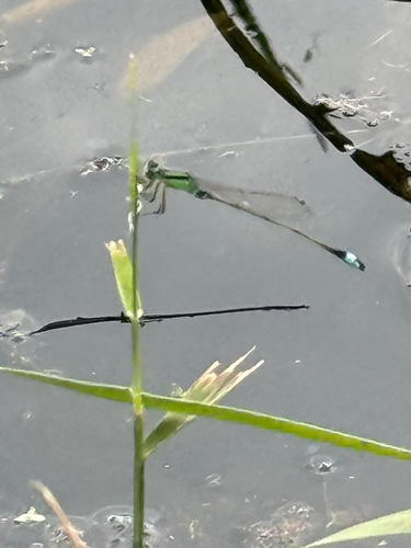 Common Bluetail