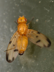 Toxonevra quinquemaculata
