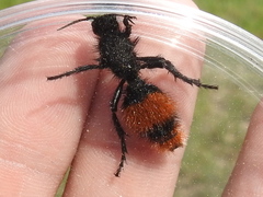 Dasymutilla clotho