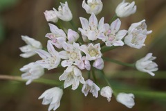 Allium drummondii