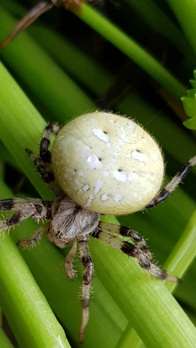 Four-spot Orbweaver