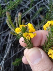 Dillwynia floribunda