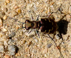 Cicindela repanda repanda