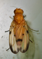 Toxonevra quinquemaculata