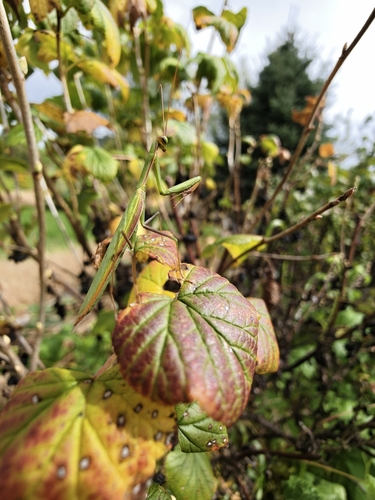 European Mantis