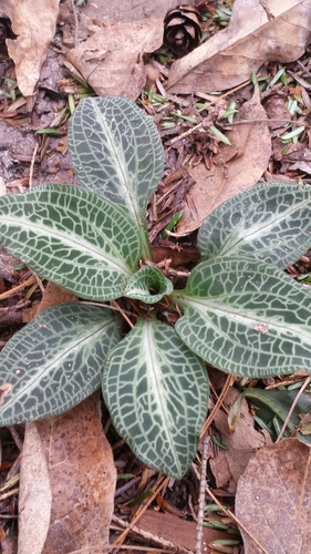 Downy rattlesnake plantain (Goodyera pubescens)