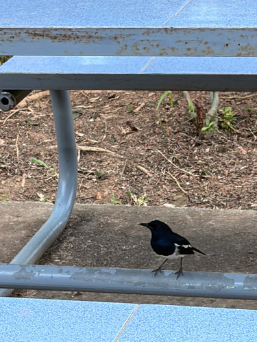 Oriental Magpie-Robin