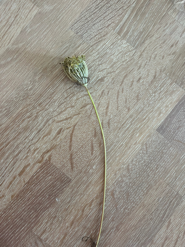 wild carrot