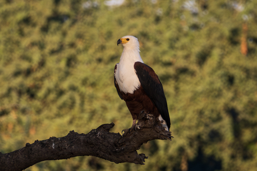 iNaturalist image