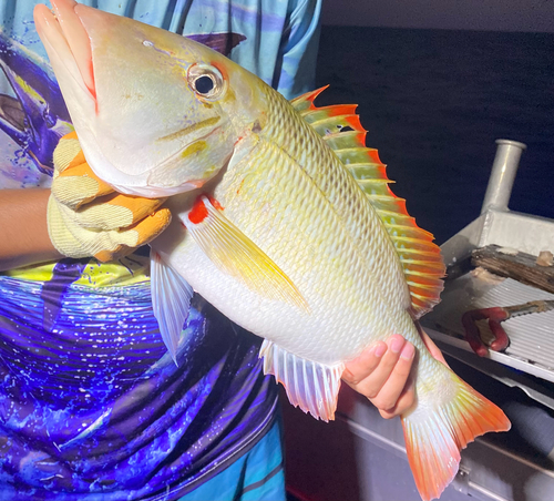 Lethrinus miniatus observed 2026-09-07
