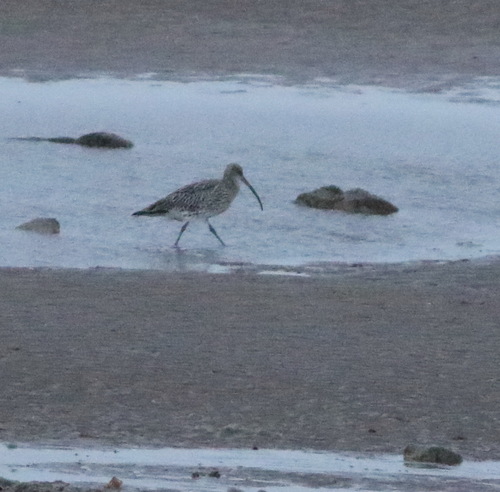 iNaturalist image