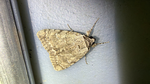 Habilis Underwing (Catocala habilis)