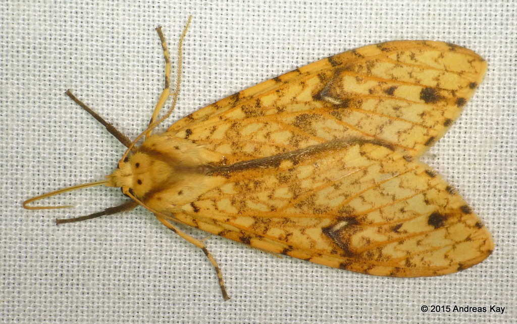 Lophocampa distincta