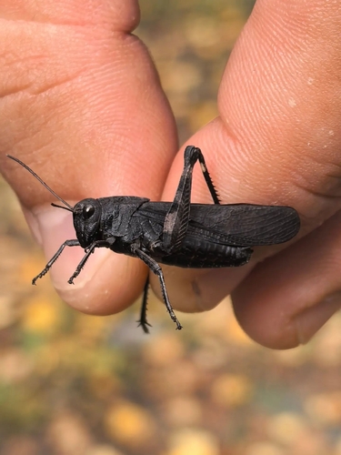 Rattle Grasshopper