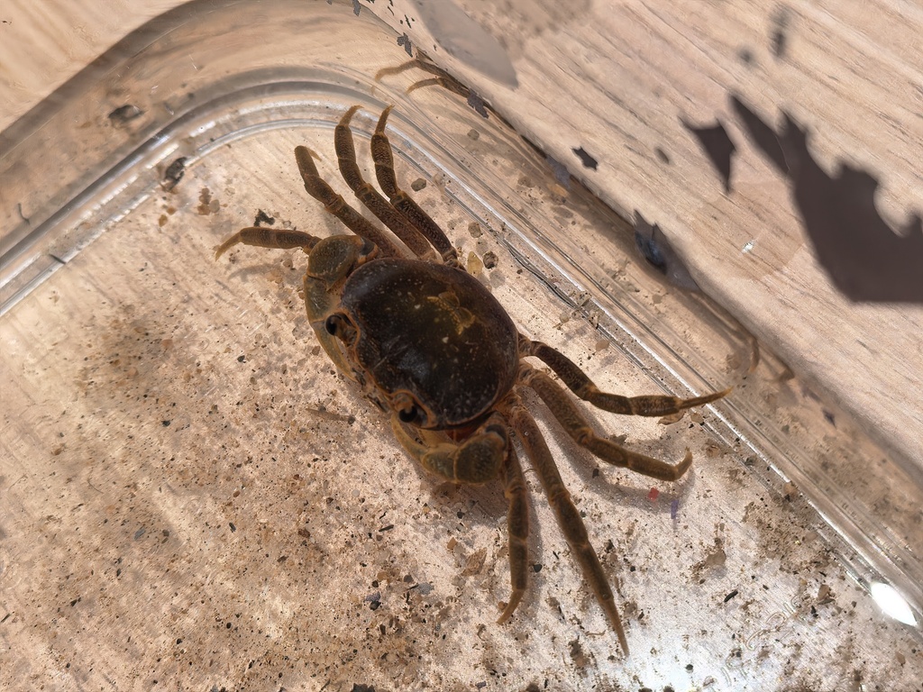Nanhaipotamon longhaiense