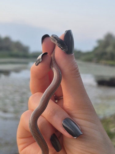 Smooth Snake