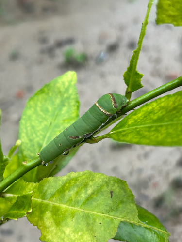 Lime Swallowtail