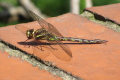 Rhionaeschna marchali