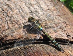 Rhionaeschna marchali