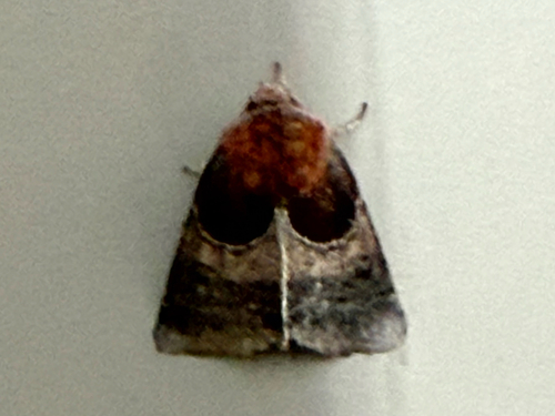 Arcigera Flower Moth