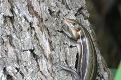 Plestiodon laticeps