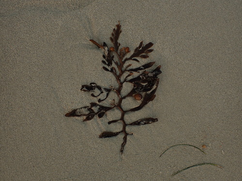 Cystophora platylobium observed 2026-09-07
