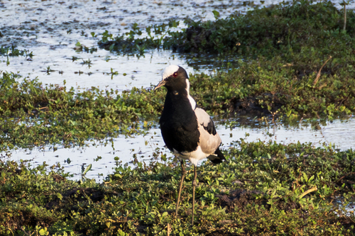 iNaturalist image
