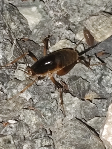 Diestrammena unicolor