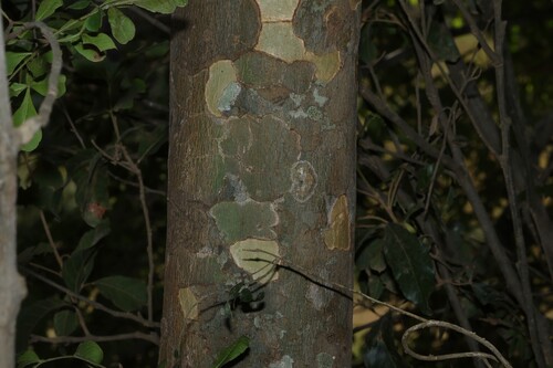 Flindersia collina, photograph 2