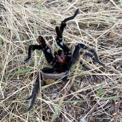Aphonopelma anax
