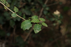 Alchornea ilicifolia, photograph (c) Greg Tasney, some rights reserved (CC BY-SA)
