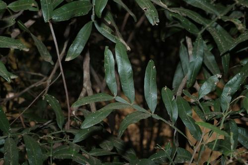 Atalaya salicifolia, photograph 2
