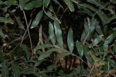 Atalaya salicifolia, photograph (c) Greg Tasney, some rights reserved (CC BY-SA)