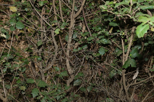 Alchornea ilicifolia, photograph 6