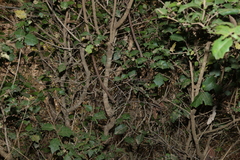Alchornea ilicifolia, photograph (c) Greg Tasney, some rights reserved (CC BY-SA)