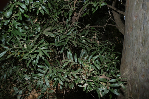 Atalaya salicifolia, photograph 3