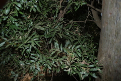 Atalaya salicifolia, photograph (c) Greg Tasney, some rights reserved (CC BY-SA)
