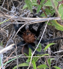 Aphonopelma anax